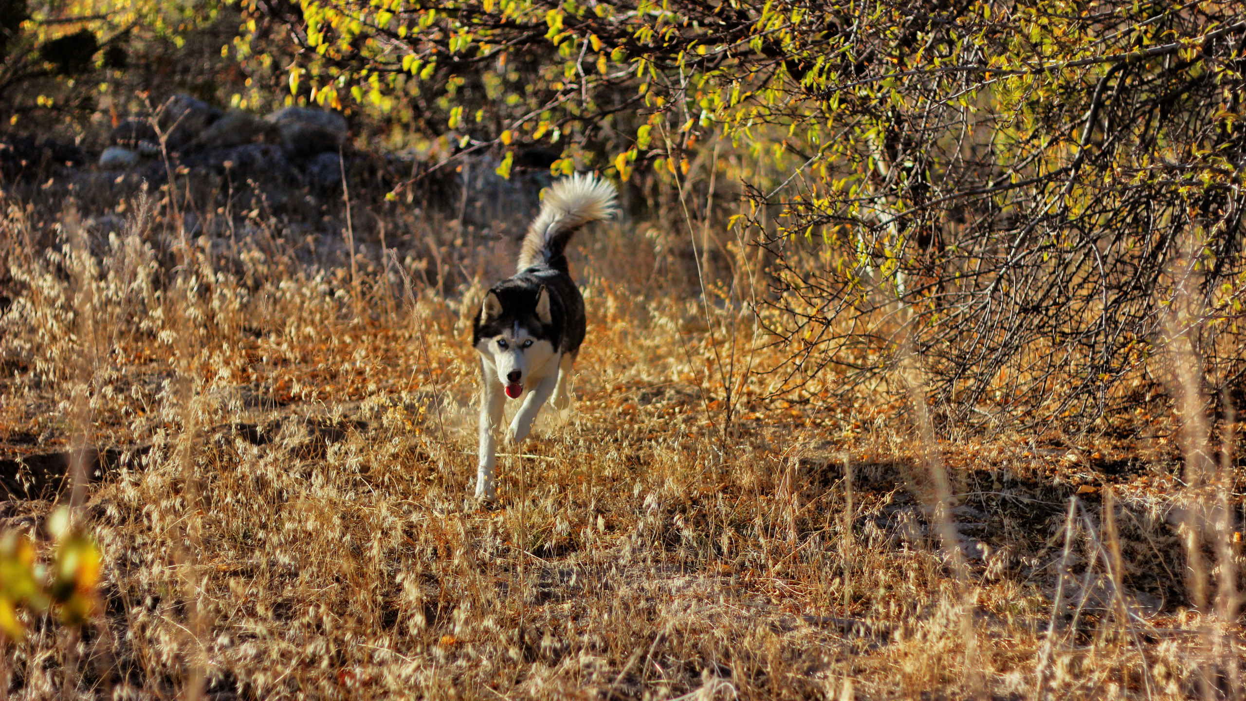 kedi veya köpeği olanlar SS atabilir mi??