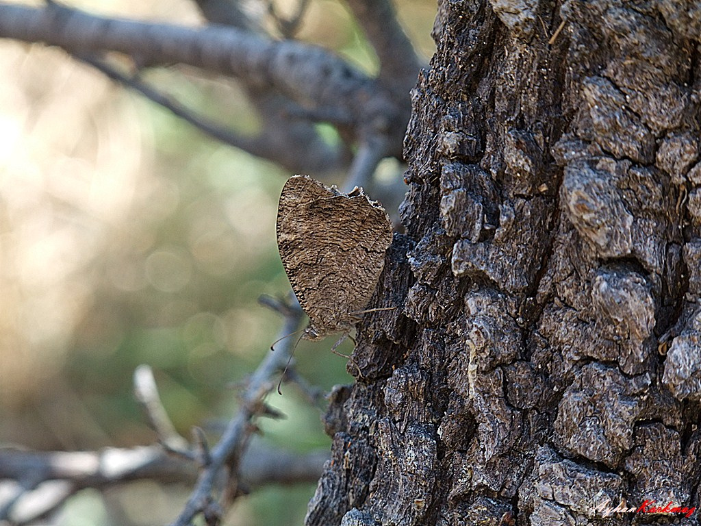  FUJİ  S200EXR (ana başlık)