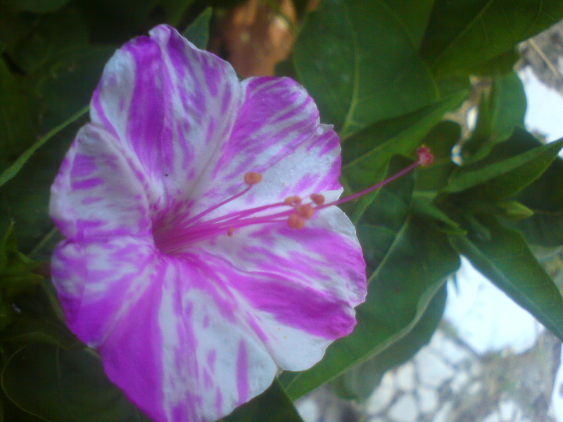  ===>3,2MPLİ k770/K790/K810/C510/P1 FOTOĞRAF PAYLAŞIM ARENASI<===