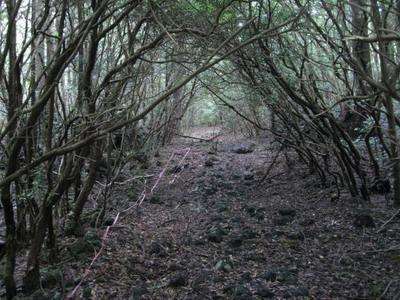 Aokigahara 'Ölüm Ormanı'