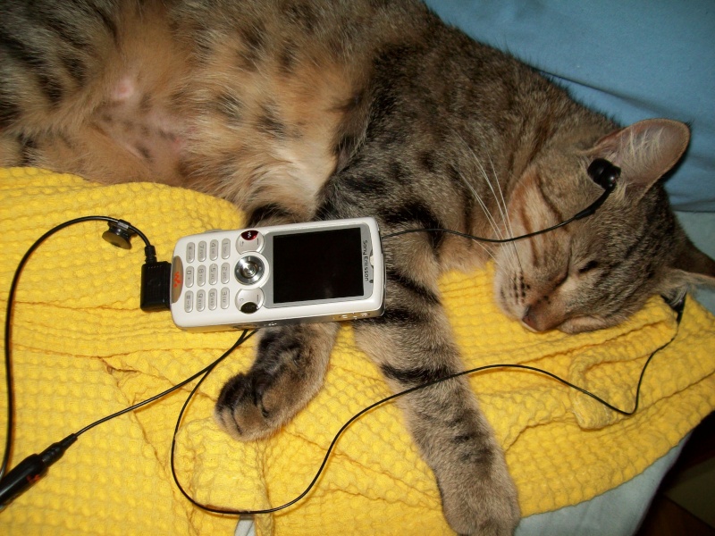  W810İ De Müzik Dinleyen Kedi xD