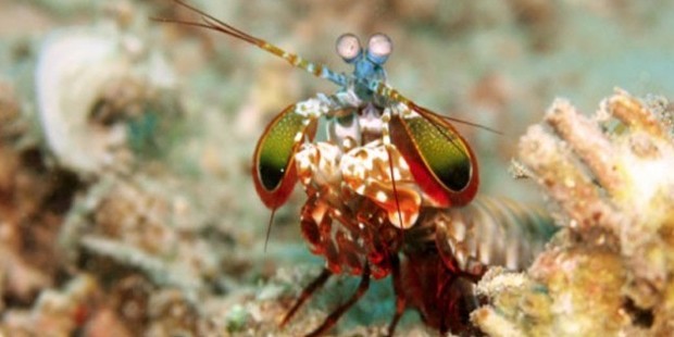  Mantis Karidesi
