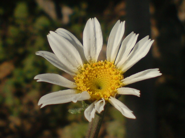  ===>3,2MPLİ k770/K790/K810/C510/P1 FOTOĞRAF PAYLAŞIM ARENASI<===