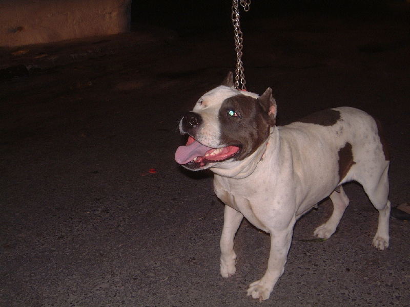  Köpek Alacağım