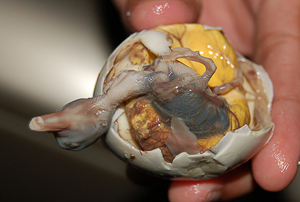  Insanlar nasıl bunu yiyebiliyor ?!?!?! (Balut)