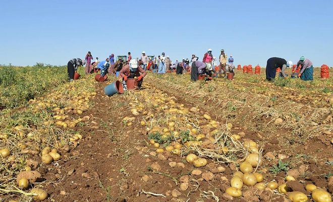 25 ilde karantina nedeni ile patates ekimi yasaklandı