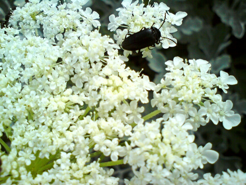  ===>3,2MPLİ k770/K790/K810/C510/P1 FOTOĞRAF PAYLAŞIM ARENASI<===