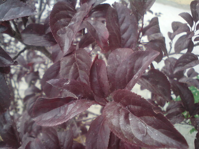  ===>3,2MPLİ k770/K790/K810/C510/P1 FOTOĞRAF PAYLAŞIM ARENASI<===