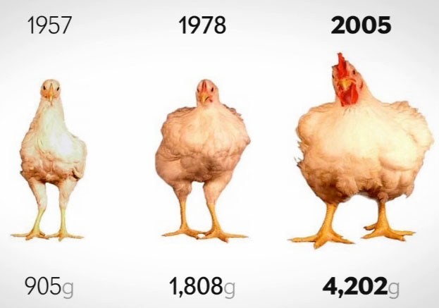 İşte Tavuk Gerçeği !