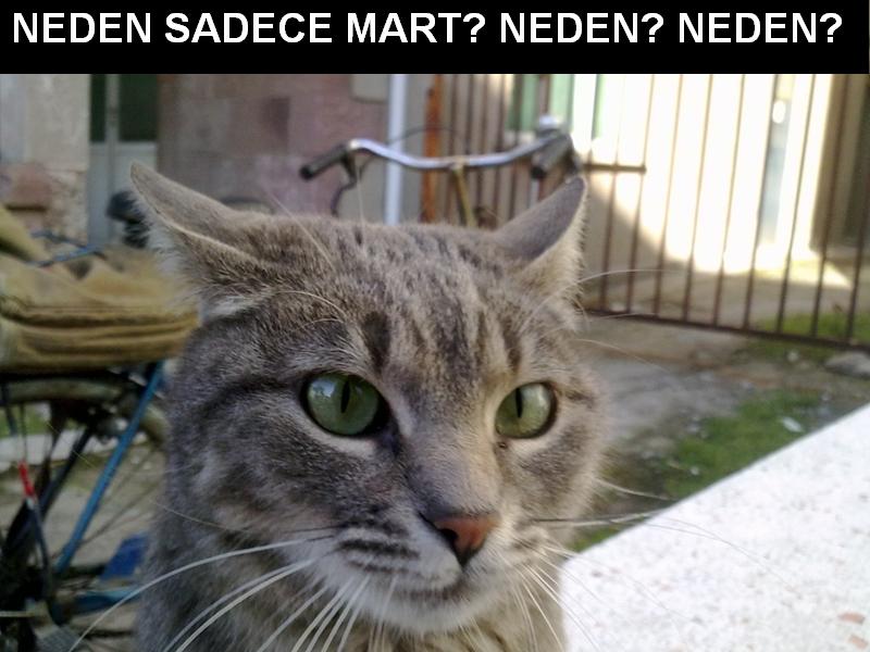  Bu Kedi Resminden Bi Caps çıkar mı ?