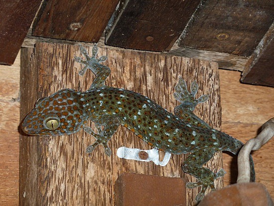  Leopard Gecko besleyen var mı?