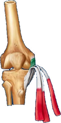  Eklem tendon kıkırdak zedelenmesi