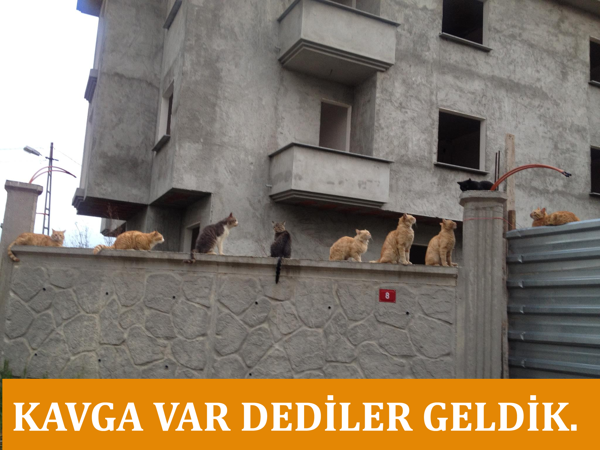  grup takılan kediler +18