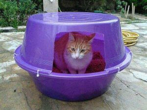adore mobilya kedi evi ucretsiz kargo ucreti 10 tl evidea kedi evleri satista donanimhaber forum sayfa 3