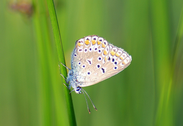  Yaban Hayat