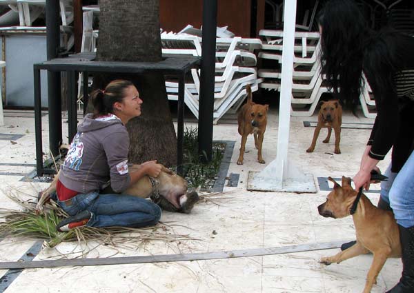  Köpek Kediyi Yakalayınca Ne Yapar?