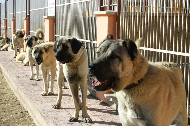  Kendinize bekçi tutarken hangi köpegi terçih ederdiniz