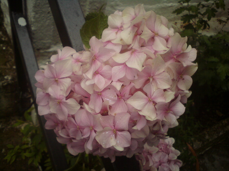  ===>3,2MPLİ k770/K790/K810/C510/P1 FOTOĞRAF PAYLAŞIM ARENASI<===