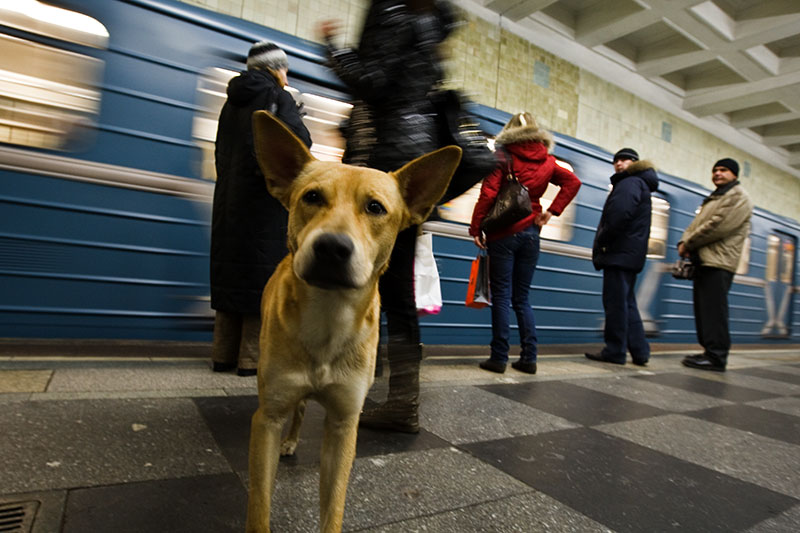  SOKAK KÖPEKLERİNİ NASIL YOK EDEBİLİRİZ?