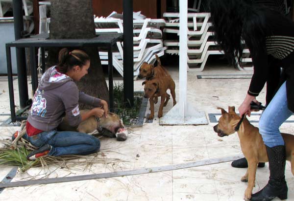 Köpek Kediyi Yakalayınca Ne Yapar?