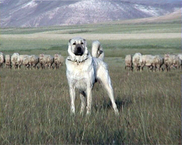  En Pahalı 10 Köpek Cinsi