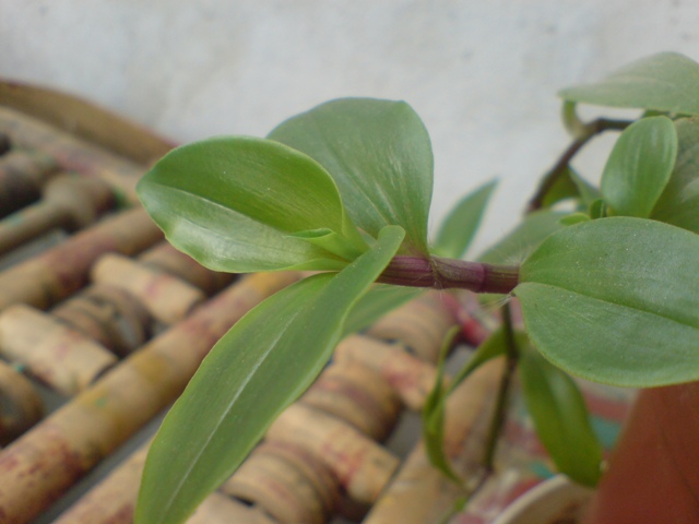  ===>3,2MPLİ k770/K790/K810/C510/P1 FOTOĞRAF PAYLAŞIM ARENASI<===