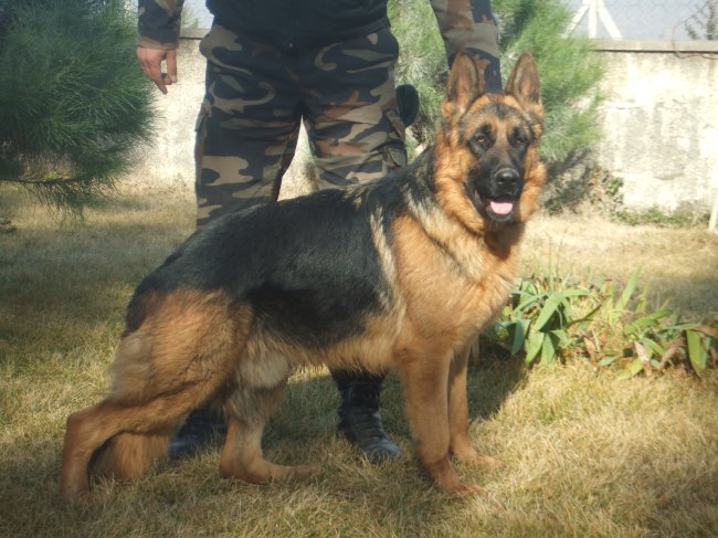  Satılık Husky ( Sibirya Kurdu )