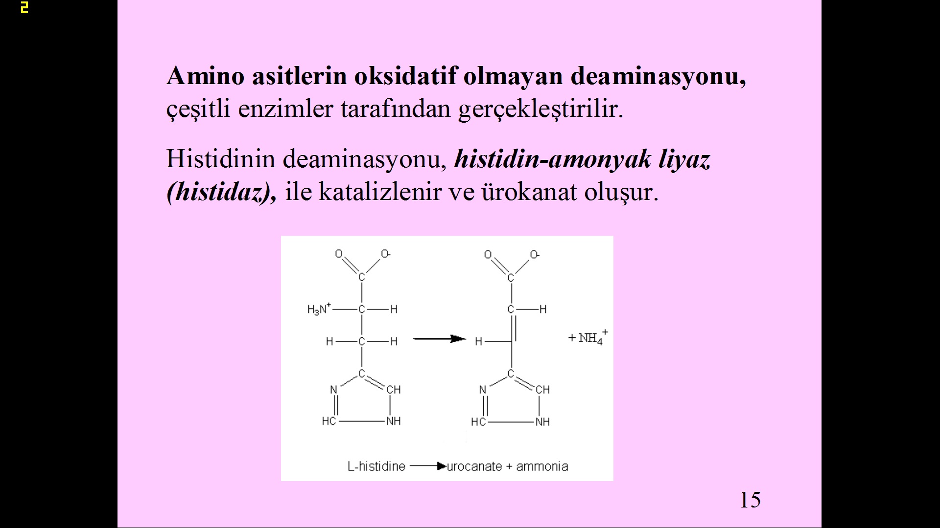  Evrim ve Tesadüf