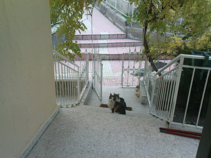  ===>3,2MPLİ k770/K790/K810/C510/P1 FOTOĞRAF PAYLAŞIM ARENASI<===