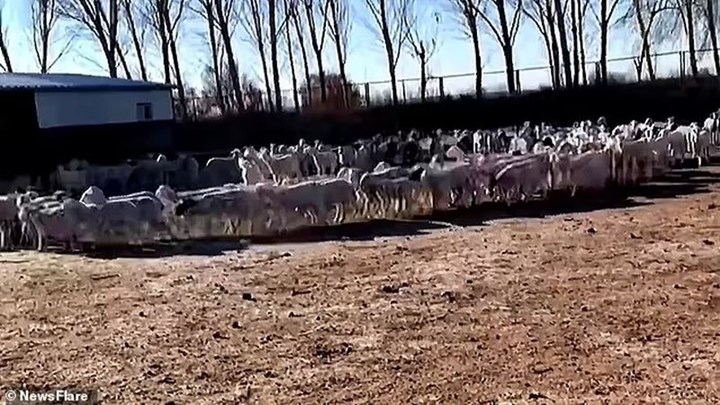 On gündür bu ürkütücü video tartışılıyor: Bu koyunlar neden dönüyor?