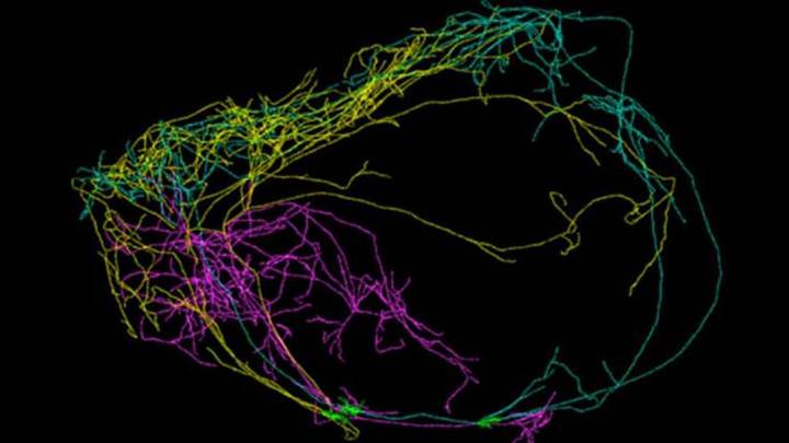 Neredeyse tüm insan beynini çevreleyen bir nöron bulundu