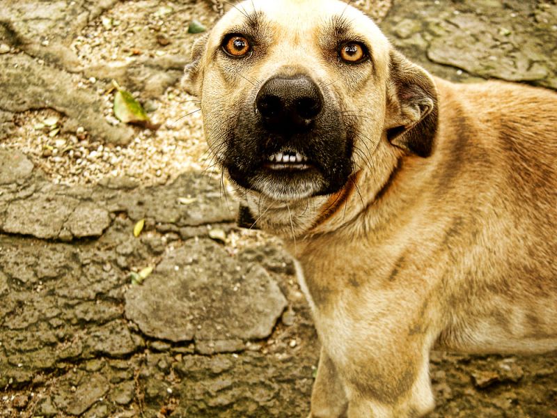  Kendinize bekçi tutarken hangi köpegi terçih ederdiniz