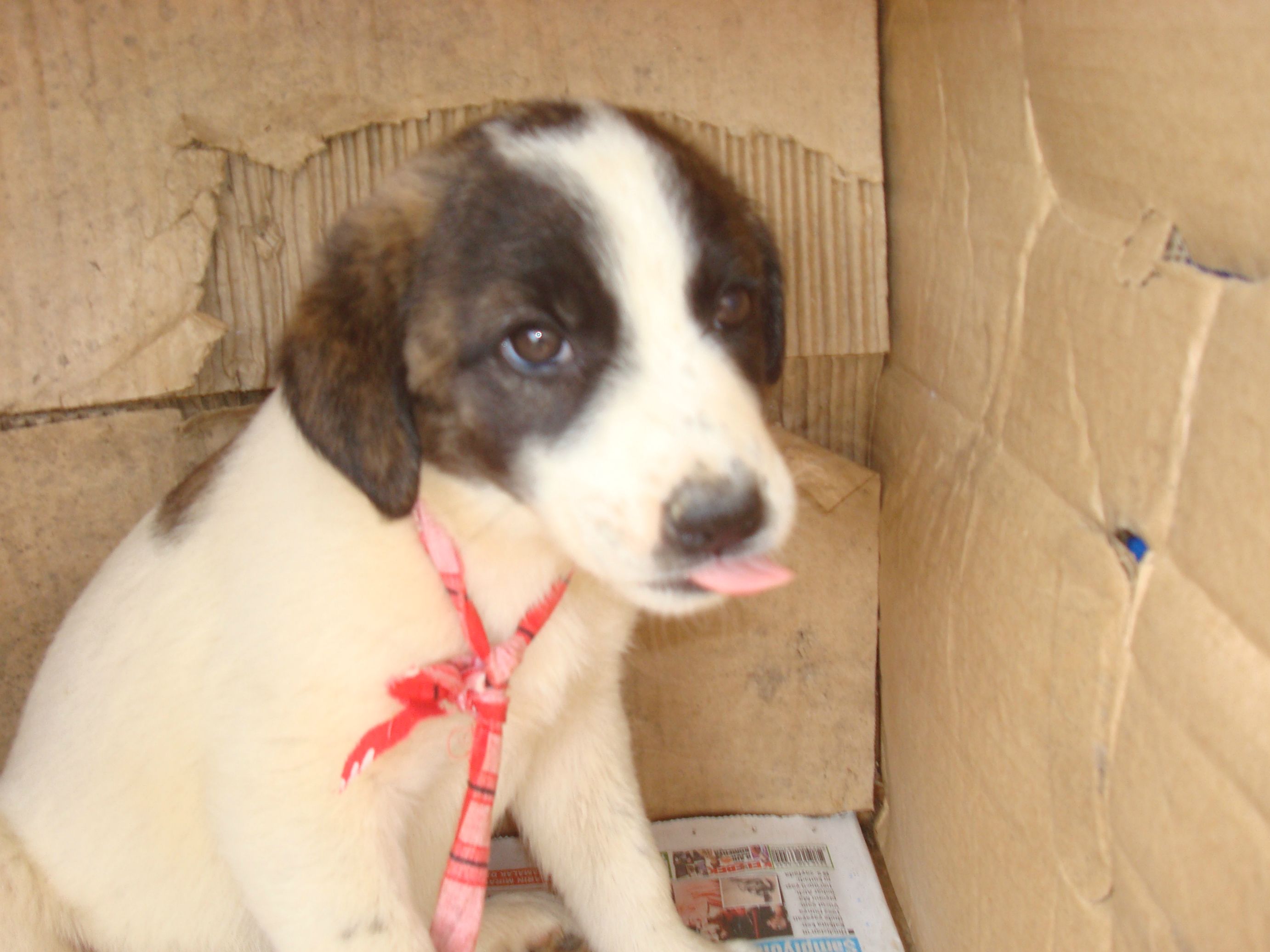  Gecenin bi vaktinde gelen sevimli yavru köpek