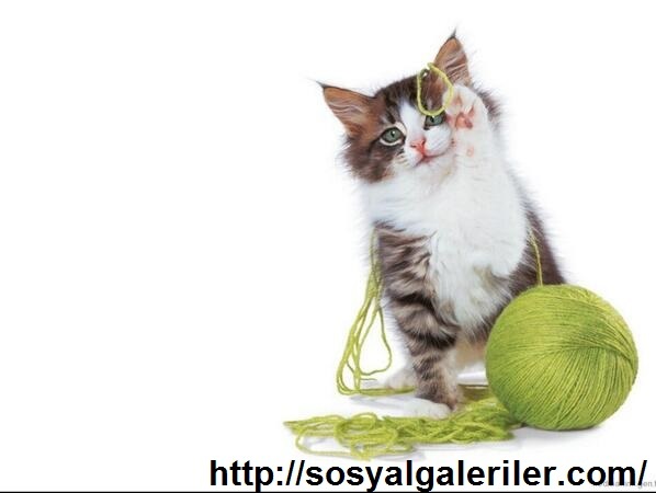  Kediler Alemi - Bu Kedilerdeki Kafa Kimsede Yok :D :D