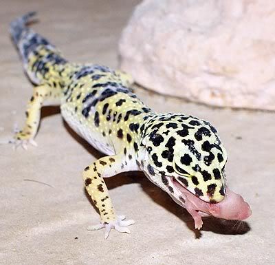  Leopard Gecko besleyen var mı?