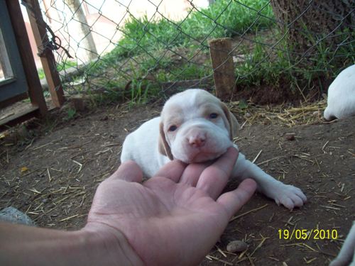  Köpek Önerisi (5 köpeğimiz var fotolu)
