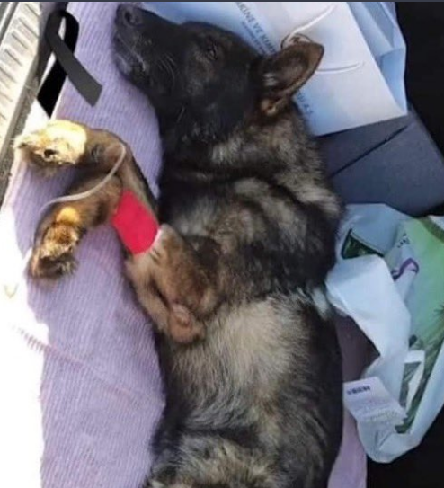 Kurtarma köpeği Proteo'nun enkaz altında kalarak ölmesi | DonanımHaber Forum