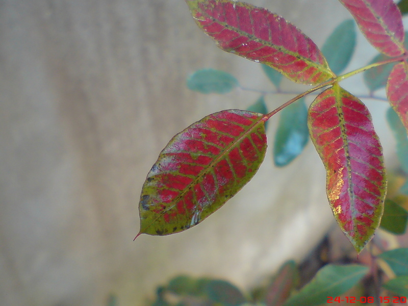  ===>3,2MPLİ k770/K790/K810/C510/P1 FOTOĞRAF PAYLAŞIM ARENASI<===