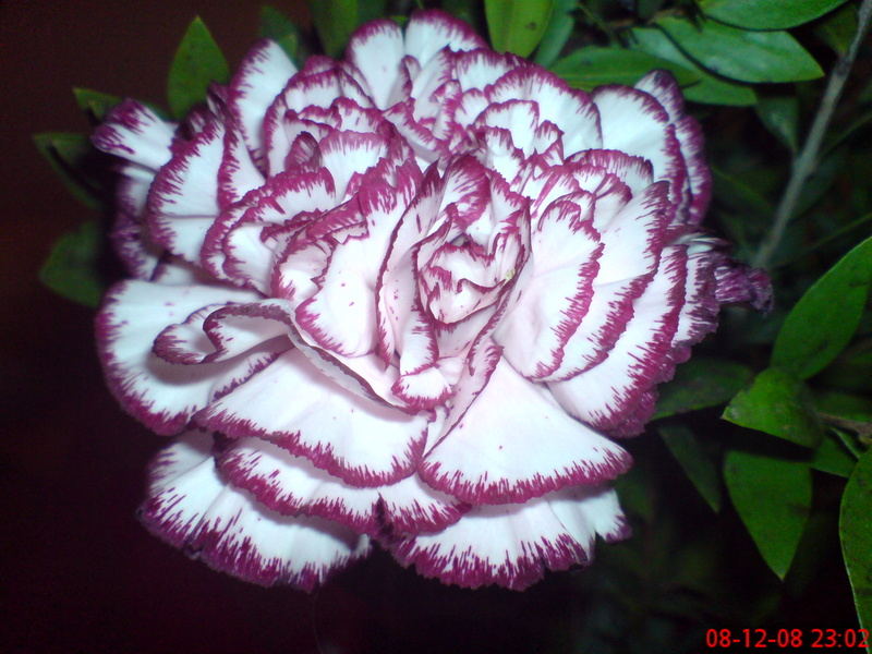  ===>3,2MPLİ k770/K790/K810/C510/P1 FOTOĞRAF PAYLAŞIM ARENASI<===