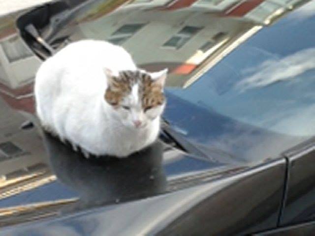  BİM'in önünde gördüğüm ciddi kedi [SS'li]