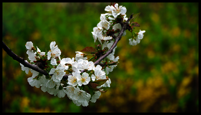  Canon 7D vs Canon 600D vs Panasonic GH1(2) fotoğraflı boyut karşılarştırması