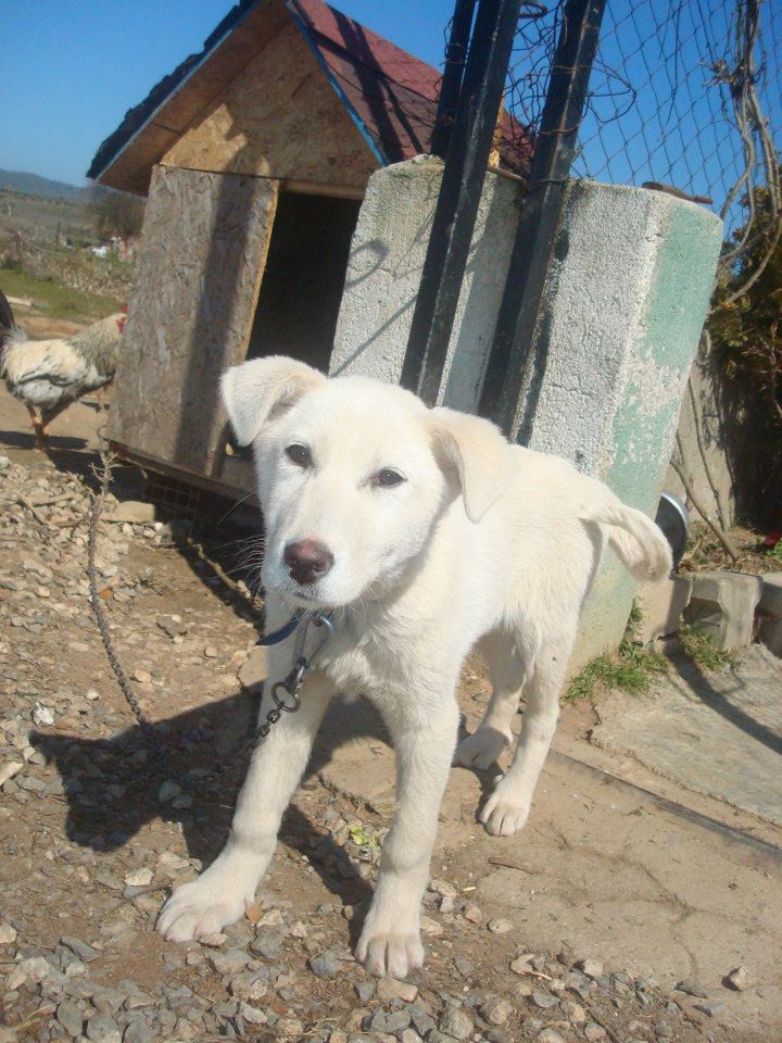  Gecenin bi vaktinde gelen sevimli yavru köpek
