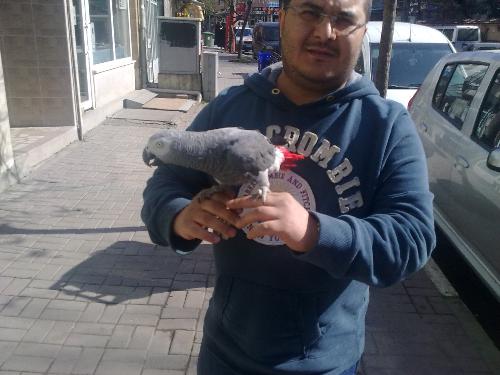  Satılık PAPAĞAN (JAKO)