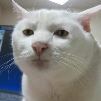  BİM'in önünde gördüğüm ciddi kedi [SS'li]
