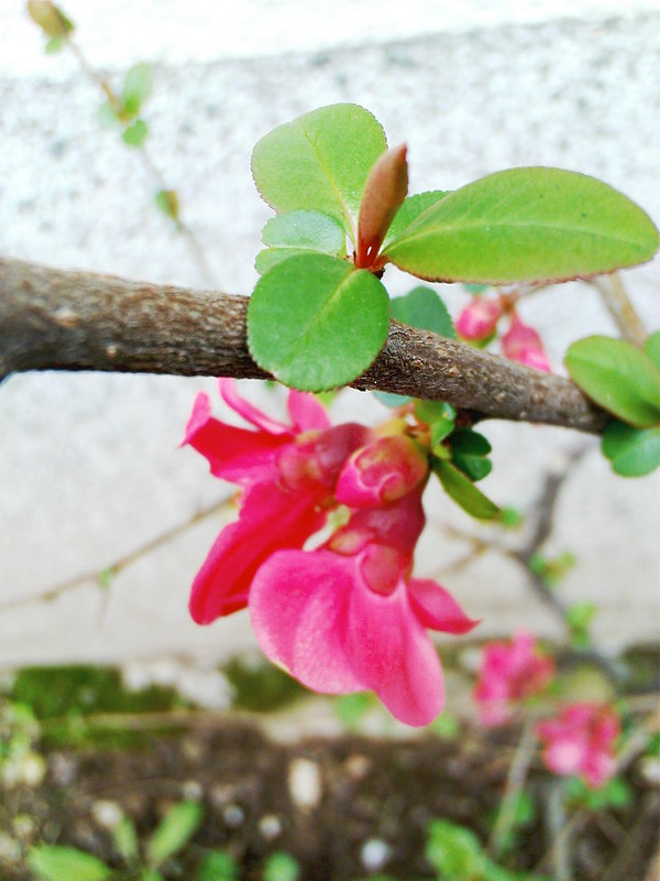  ===>3,2MPLİ k770/K790/K810/C510/P1 FOTOĞRAF PAYLAŞIM ARENASI<===