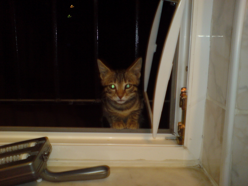  ===>3,2MPLİ k770/K790/K810/C510/P1 FOTOĞRAF PAYLAŞIM ARENASI<===