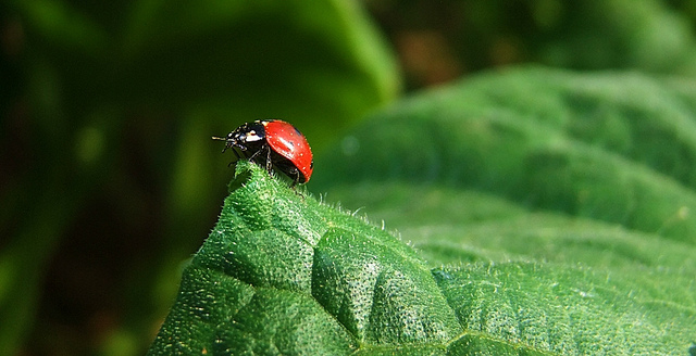  FUJİ  S200EXR (ana başlık)