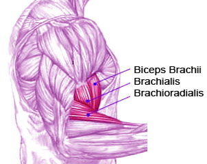  Biceps ile triceps arasını nasıl geliştirebilirim ?