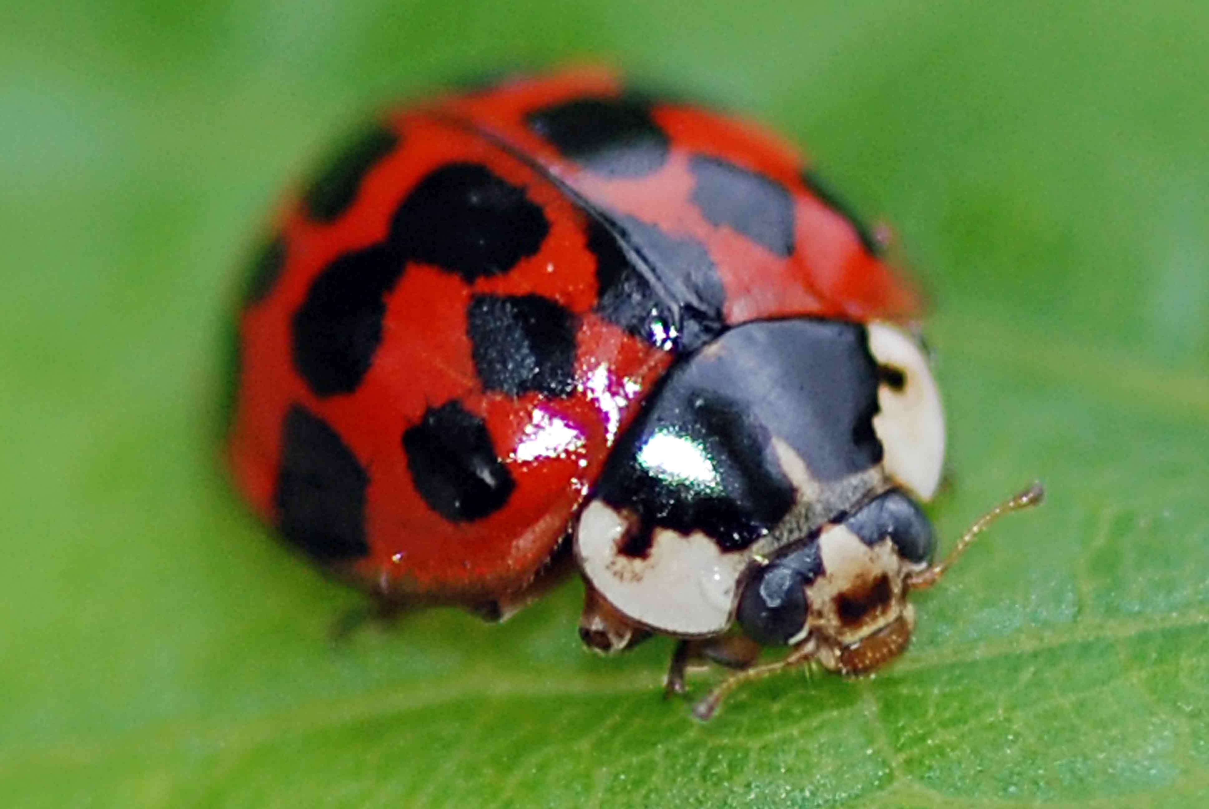 Божья коровка фото. Ladybirds. Чёрные с красными пятнами жуки Арлекин. Божья коровка Мультиварик. Ladybeard.