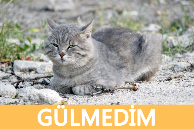  ŞU KÜÇÜK TATLI TONTİŞ POPİK MUMİŞ KUKUMİŞLİ CAPSE BAKIP GÜLMEYENE HESABIMI VERİYORUM [MİNİK SSLİ]
